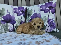 Rex, a male Cavapoo for sale in Spencerville, IN – 5 of 7