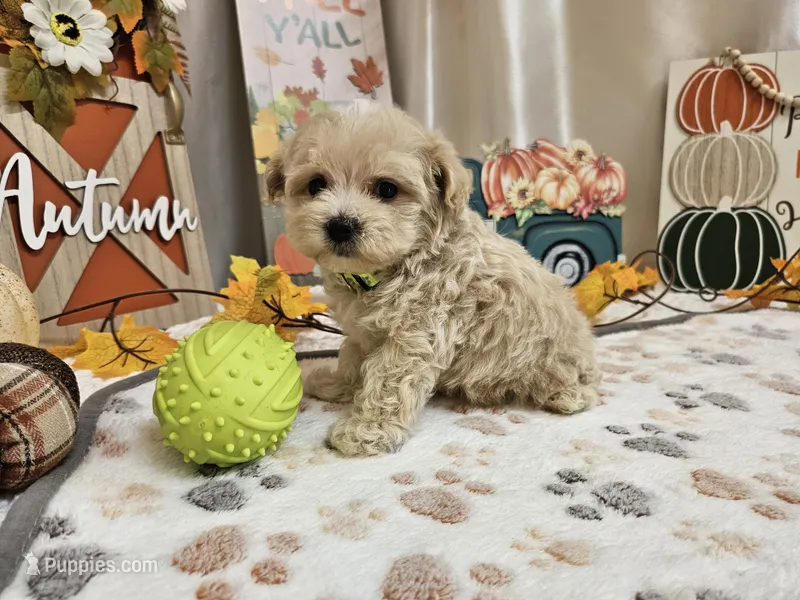 Landon – Maltipoo puppy for sale in Spencerville, IN