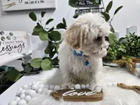 Bingo, a male Maltipoo for sale in Spencerville, IN – Photo 5 of 10