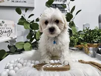 Bingo, a male Maltipoo for sale in Spencerville, IN – Photo 4 of 10