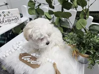 Bingo, a male Maltipoo for sale in Spencerville, IN – Photo 2 of 10