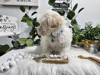 Bingo, a male Maltipoo for sale in Spencerville, IN – Photo 10 of 10