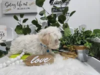 Bingo, a male Maltipoo for sale in Spencerville, IN – Photo 3 of 10