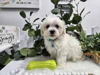 Bingo, a male Maltipoo for sale in Spencerville, IN – Photo 1 of 10