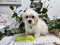 Bingo, a male Maltipoo for sale in Spencerville, IN – Photo 7 of 10