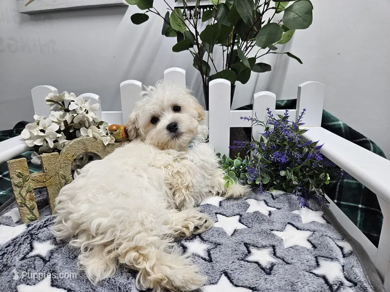 Bingo – Maltipoo puppy for sale in Spencerville, IN