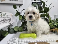 Bingo, a male Maltipoo for sale in Spencerville, IN – Photo 9 of 10