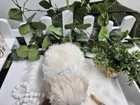 Bingo, a male Maltipoo for sale in Spencerville, IN – Photo 8 of 10