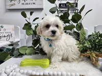 Bingo, a male Maltipoo for sale in Spencerville, IN – Photo 6 of 10