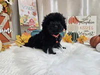 Aden, a male Yorkipoo for sale in Spencerville, IN – 6 of 7