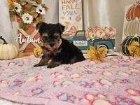Molly, a female Yorkshire Terrier for sale in Spencerville, IN – 4 of 7