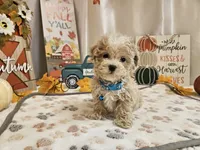 Cody Jay, a male Maltipoo for sale in Spencerville, IN – 4 of 10