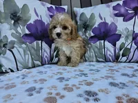 Ruger, a male Cavapoo for sale in Spencerville, IN – 5 of 6