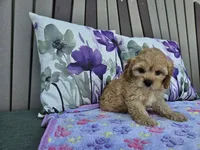 Rosebud, a female Cavapoo for sale in Spencerville, IN – 5 of 6