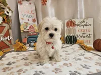 Carlo Lynne, a male Maltipoo for sale in Spencerville, IN – 3 of 10