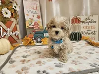 Cody Jay, a male Maltipoo for sale in Spencerville, IN – 9 of 10