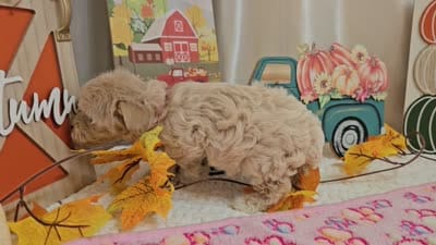 Lisa, a female Maltipoo for sale in Spencerville, IN – 10 of 10
