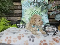 Micah, a male Maltipoo for sale in Spencerville, IN – 2 of 7