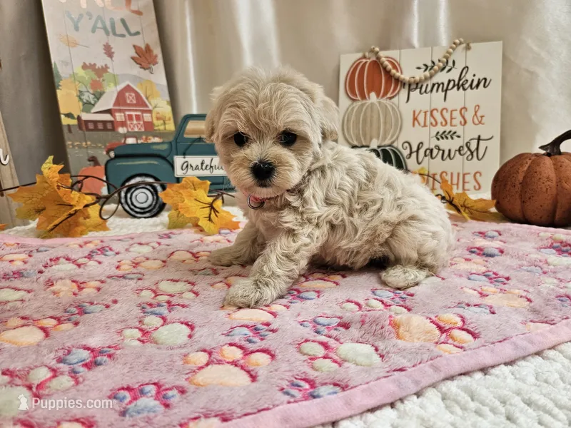 Lisa – Maltipoo puppy for sale in Spencerville, IN