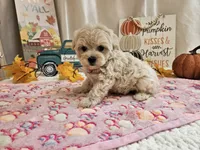 Lisa, a female Maltipoo for sale in Spencerville, IN – 1 of 10