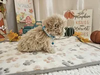 Cody Jay, a male Maltipoo for sale in Spencerville, IN – 6 of 10