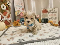 Cody Jay, a male Maltipoo for sale in Spencerville, IN – 7 of 10
