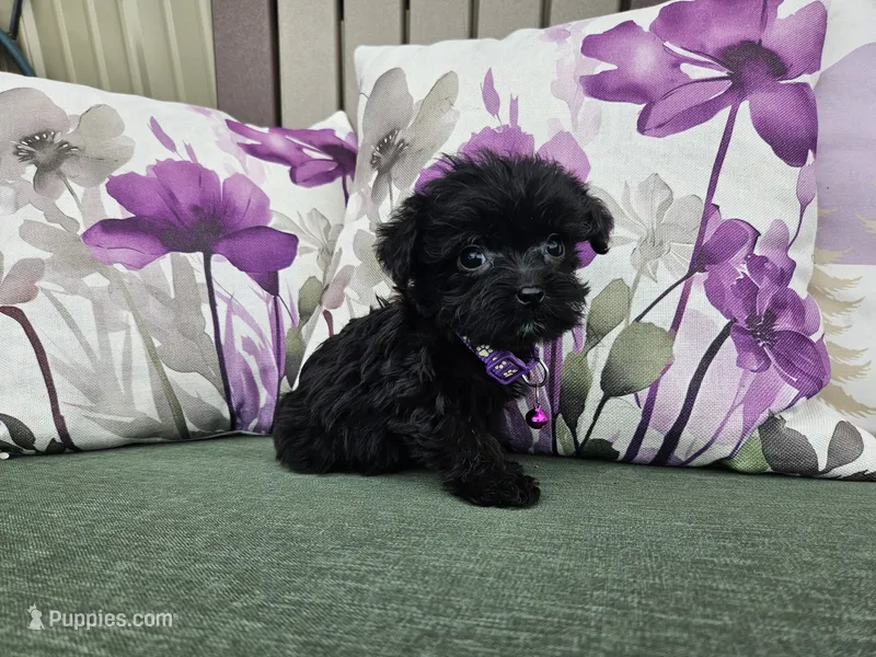 Anna – Yorkipoo puppy for sale in Spencerville, IN