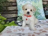 Mario, a male Maltipoo for sale in Spencerville, IN – 2 of 8