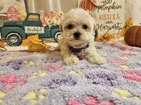 Lucy, a female Maltipoo for sale in Spencerville, IN – 4 of 9