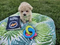 Milo, a male Maltipoo for sale in Spencerville, IN – 4 of 10
