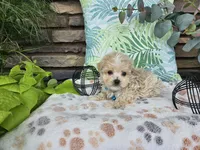 Micah, a male Maltipoo for sale in Spencerville, IN – 3 of 7