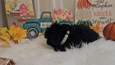 Ava, a female Yorkipoo for sale in Spencerville, IN – 7 of 7