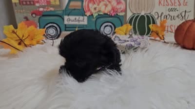 Anna, a female Yorkipoo for sale in Spencerville, IN – 7 of 7