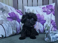 Anise, a female Yorkipoo for sale in Spencerville, IN – 7 of 9