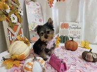 Molly, a female Yorkshire Terrier for sale in Spencerville, IN – 3 of 10