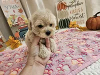 Lisa, a female Maltipoo for sale in Spencerville, IN – 4 of 10