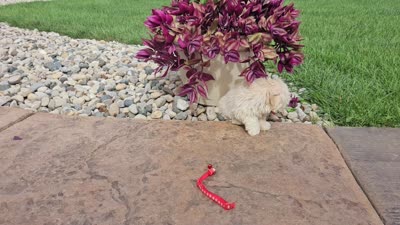 Carlo Lynne, a male Maltipoo for sale in Spencerville, IN – 10 of 10