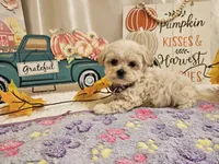 Lucy, a female Maltipoo for sale in Spencerville, IN – 5 of 9