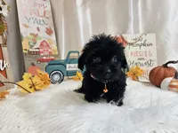 Arlo, a male Yorkipoo for sale in Spencerville, IN – 6 of 7