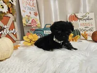 Anise, a female Yorkipoo for sale in Spencerville, IN – 4 of 5