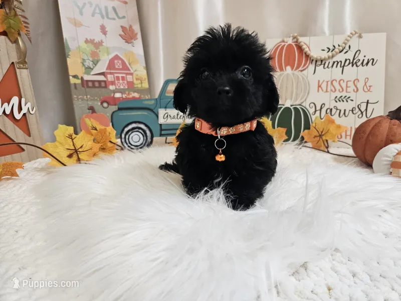 Arlo – Yorkipoo puppy for sale in Spencerville, IN