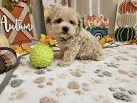 Landon, a male Maltipoo for sale in Spencerville, IN – 3 of 9