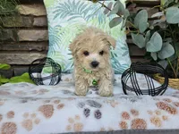 Milo, a male Maltipoo for sale in Spencerville, IN – 6 of 10