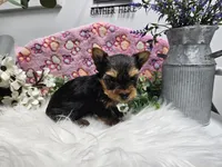 Princess, a female Yorkshire Terrier for sale in Spencerville, IN – Photo 3 of 5