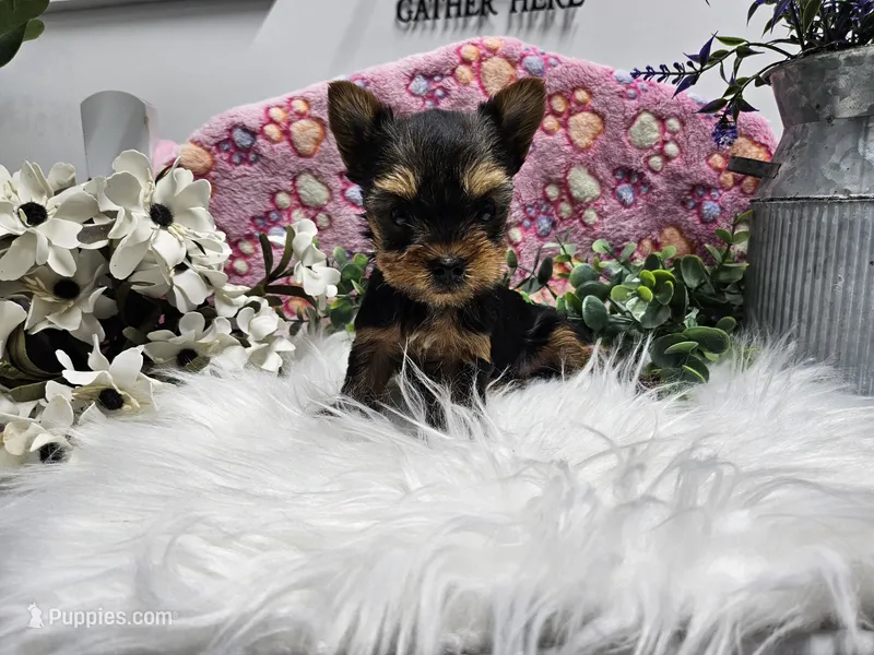 Princess, a female Yorkshire Terrier for sale in Spencerville, IN – Photo 1 of 5