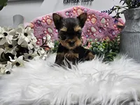 Princess, a female Yorkshire Terrier for sale in Spencerville, IN – Photo 1 of 5