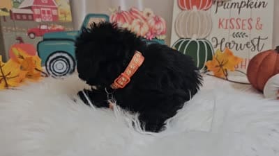 Arlo, a male Yorkipoo for sale in Spencerville, IN – 7 of 7
