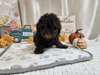 AJ, a male Poodle - Miniature  for sale in Spencerville, IN – 5 of 6