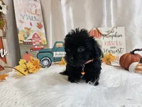 Arlo, a male Yorkipoo for sale in Spencerville, IN – 4 of 7
