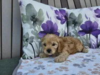 Rex, a male Cavapoo for sale in Spencerville, IN – 3 of 7